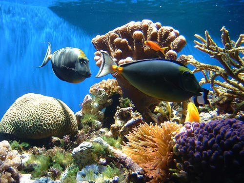 coral-reef.jpg